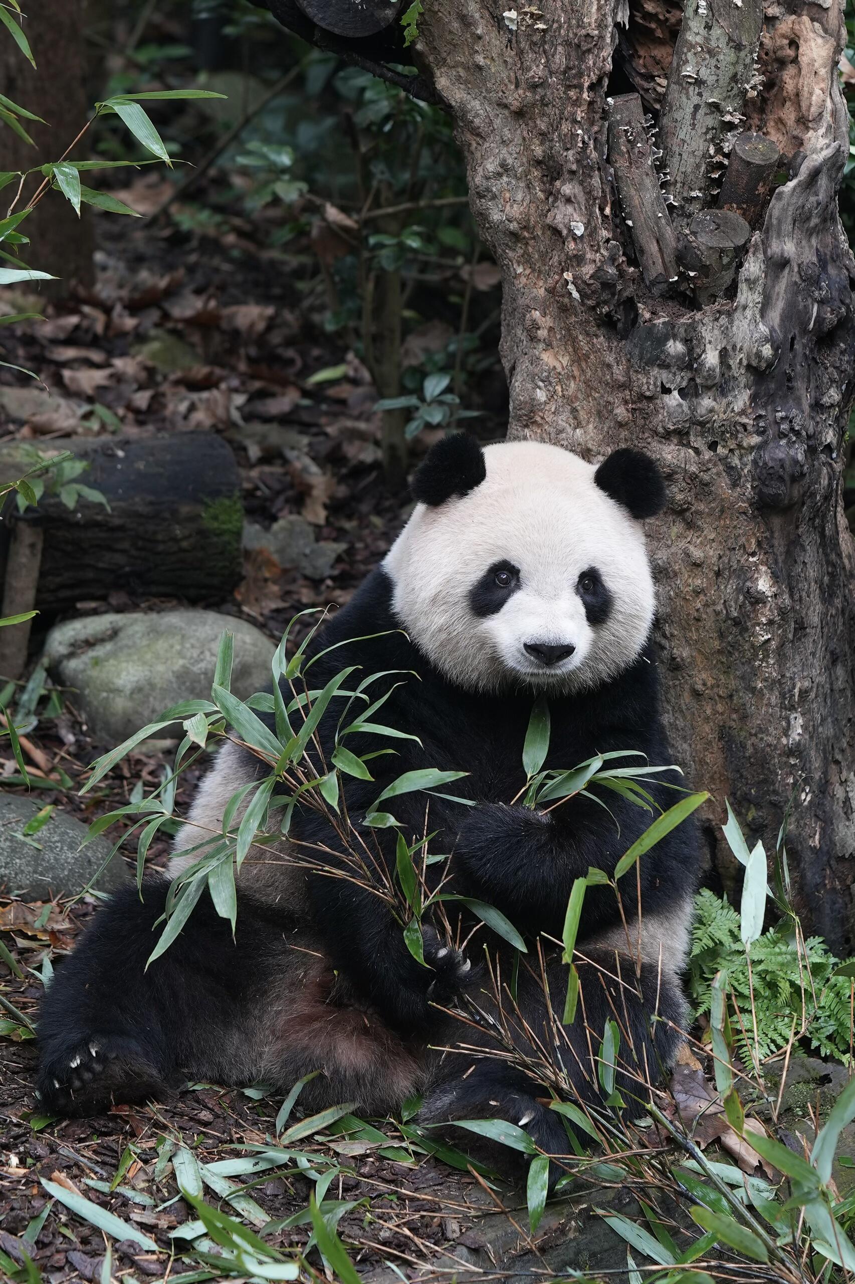 Chengdu · Dujiangyan · Leshan · Monte Emei, Grupo Pequeño de Calidad