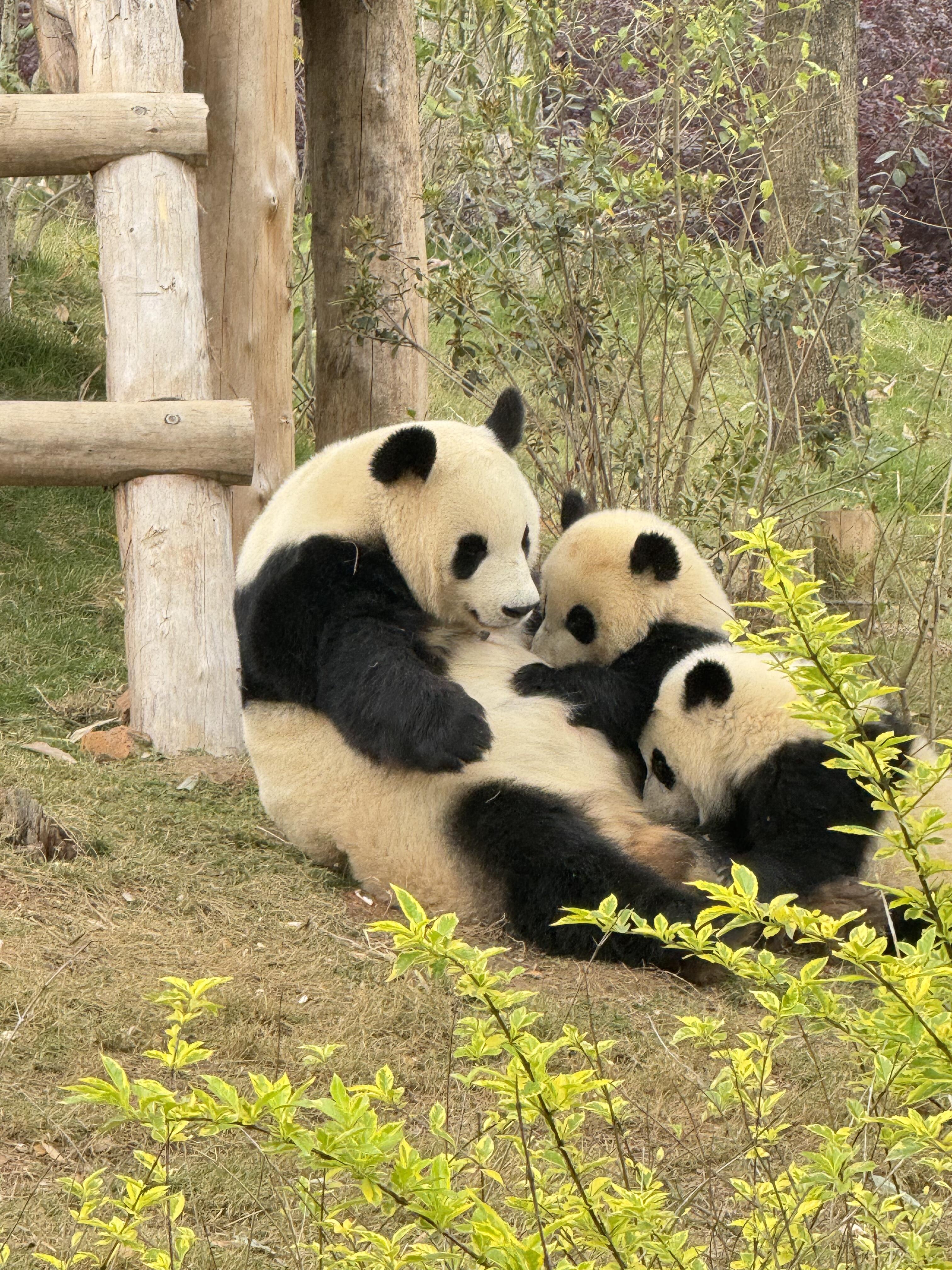 熊猫乐园 · 都江堰